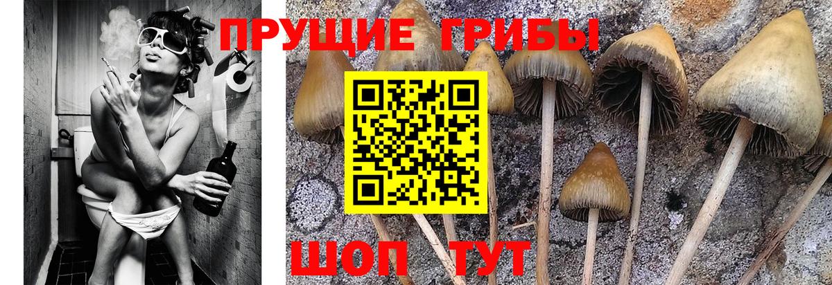 Псилоцибиновые грибы Cubensis Анжеро-Судженск